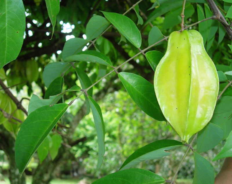 Carambola